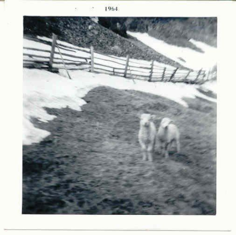 16 Lambs 1964. Credit: Bridget Whiffen 